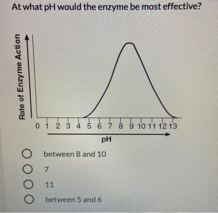 meat tenderizer enzyme experiment