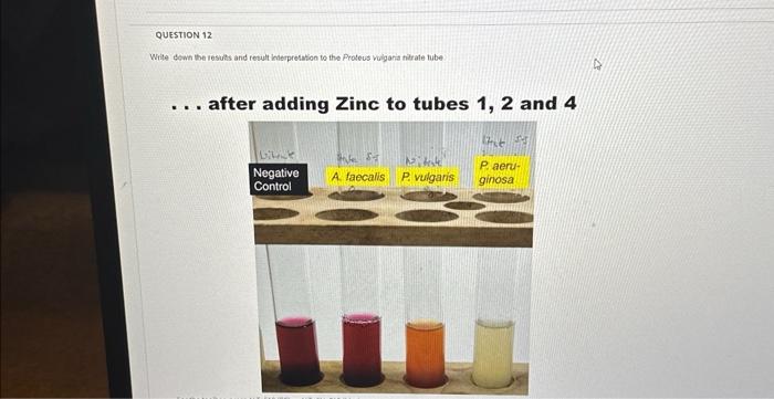 Solved after adding Zinc to tubes 1,2 and 4 | Chegg.com