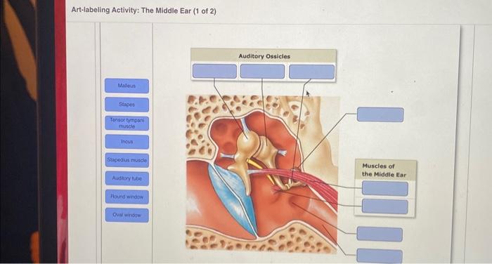 Solved Art-labeling Activity: The Middle Ear (1 of 2) | Chegg.com
