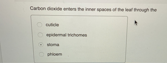 Solved Carbon Dioxide Enters The Inner Spaces Of The Leaf Chegg Com
