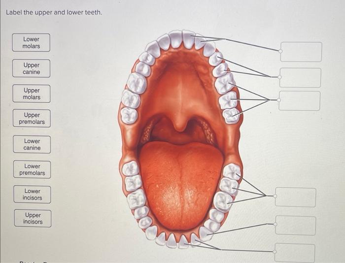 Label the upper and lower teeth.