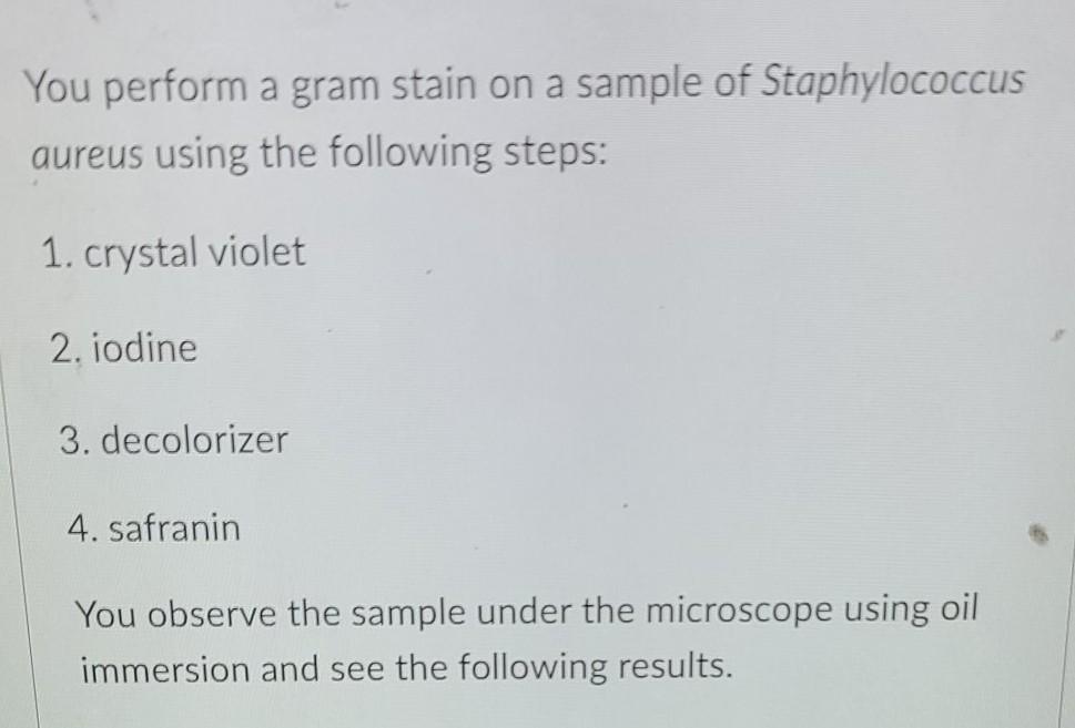 Solved You perform a gram stain on a sample of | Chegg.com