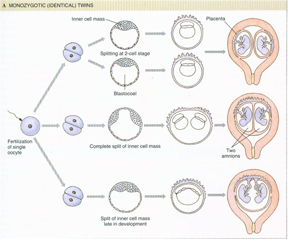 Solved: If identical human twins develop from separate placenta ...