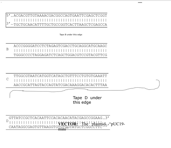 The discovery of restriction enzymes, proteins that | Chegg.com