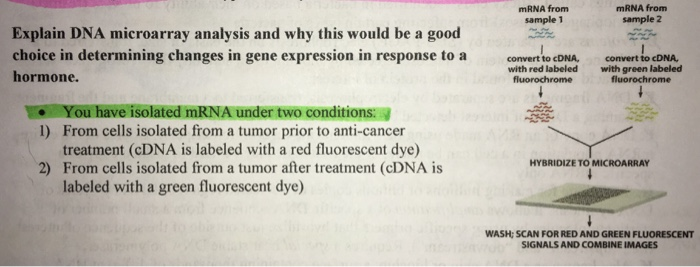 Solved mRNA from sample 1 mRNA from sample 2 Explain DNA | Chegg.com