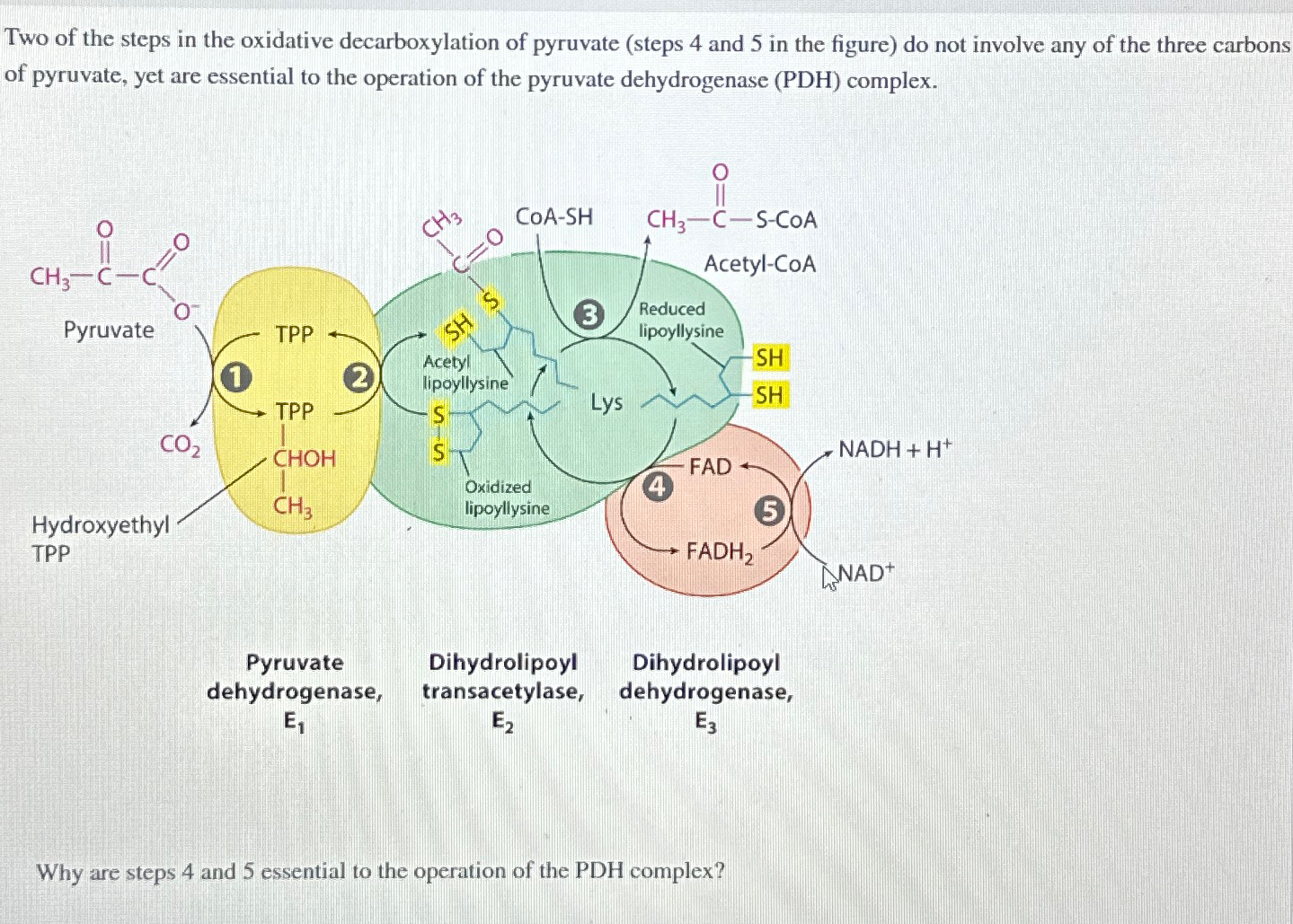 Solved Two of the steps in the oxidative decarboxylation of | Chegg.com