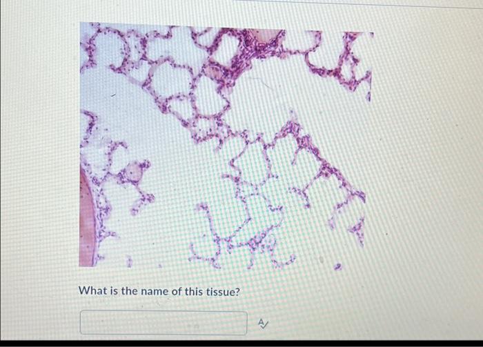 What is the name of this tissue? What is the name | Chegg.com