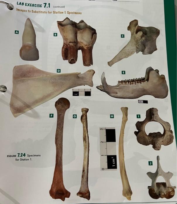 Station 2 A bony assemblage mode up of numerous bones | Chegg.com