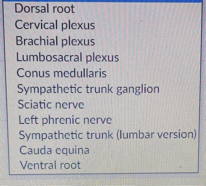 Dorsal root
Cervical plexus
Brachial plexus
Lumbosacral plexus
Conus medullaris
Sympathetic trunk ganglion
Sciatic nerve
Left