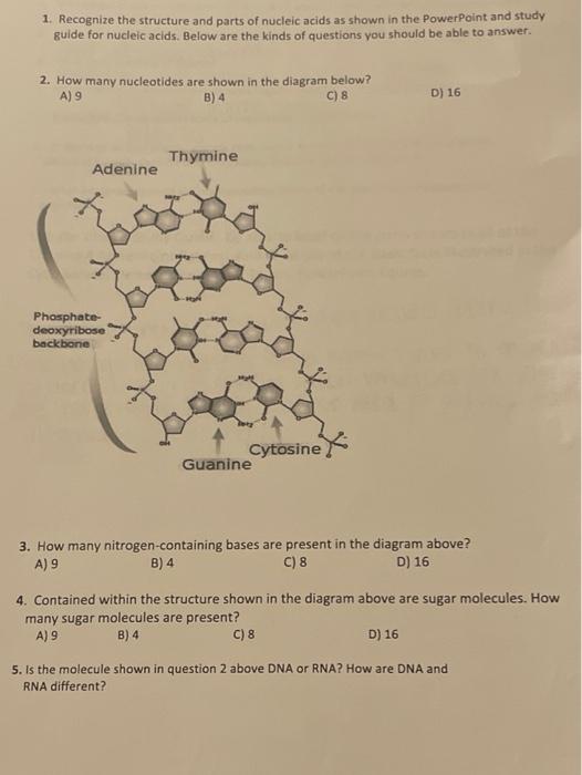 Solved 1. Recognize the structure and parts of nucleic acids | Chegg.com
