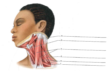 33 Label The Muscles In The Following Illustration - Labels For Your Ideas