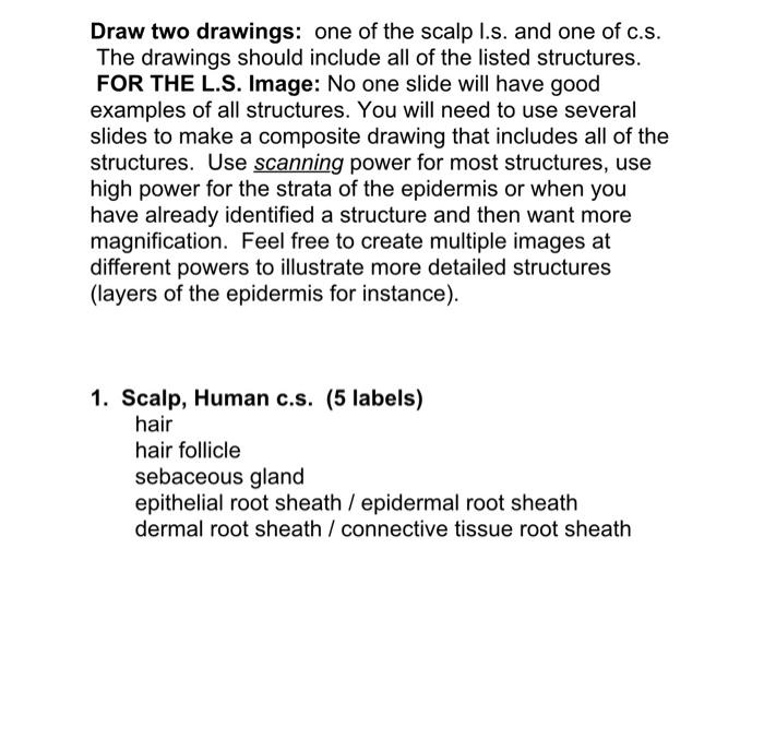 Solved Draw two drawings: one of the scalp I.s. and one of | Chegg.com