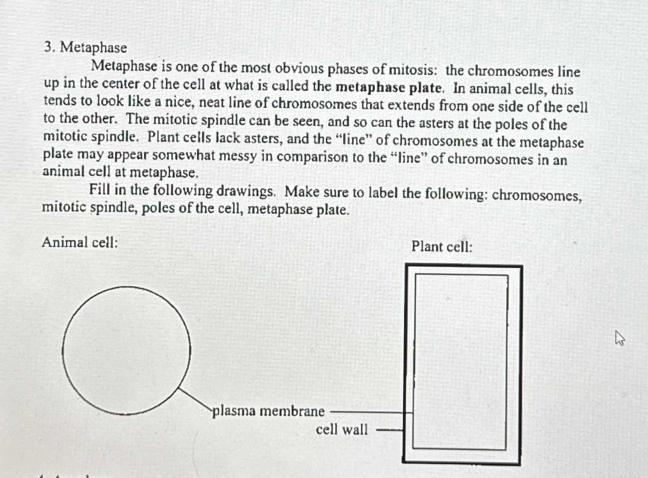 Solved MetaphaseMetaphase is one of the most obvious phases | Chegg.com