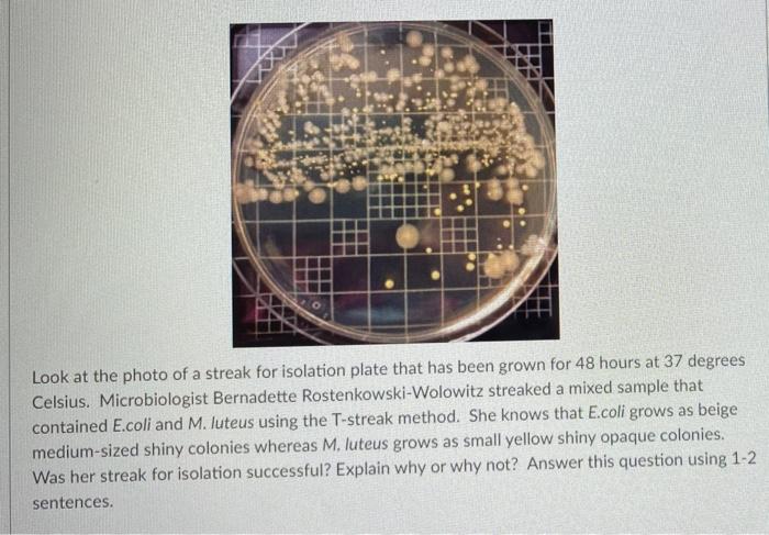 Solved Look at the photo of a streak for isolation plate | Chegg.com