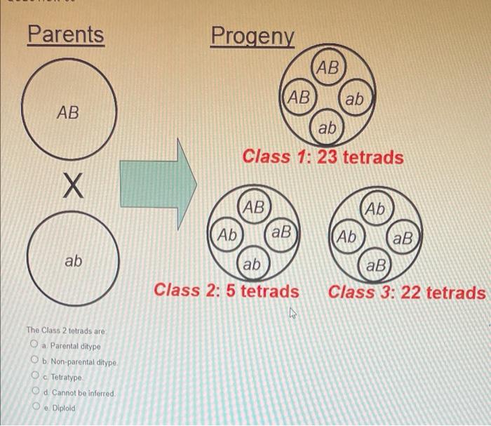 Solved Parents AB X ab The Class 1 tetrads are Oa Parental | Chegg.com