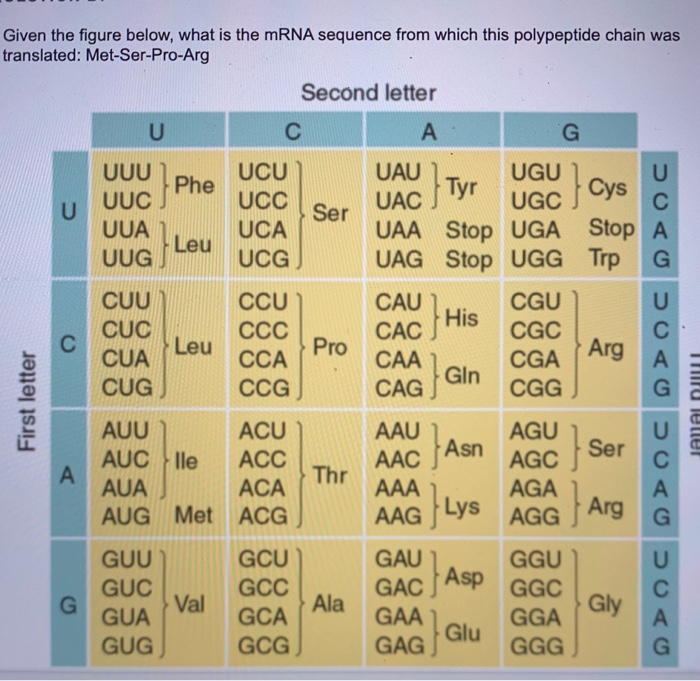 Solved Given the figure below, what is the mRNA sequence | Chegg.com