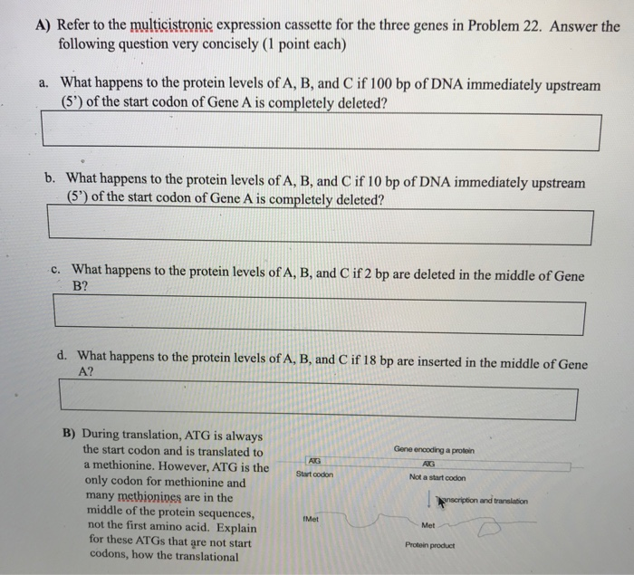 Solved A) Refer to the multicistronic expression cassette | Chegg.com