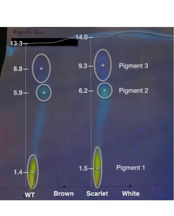Decipher Your Chromatogram Pigment Matching Simplified - 589l8de