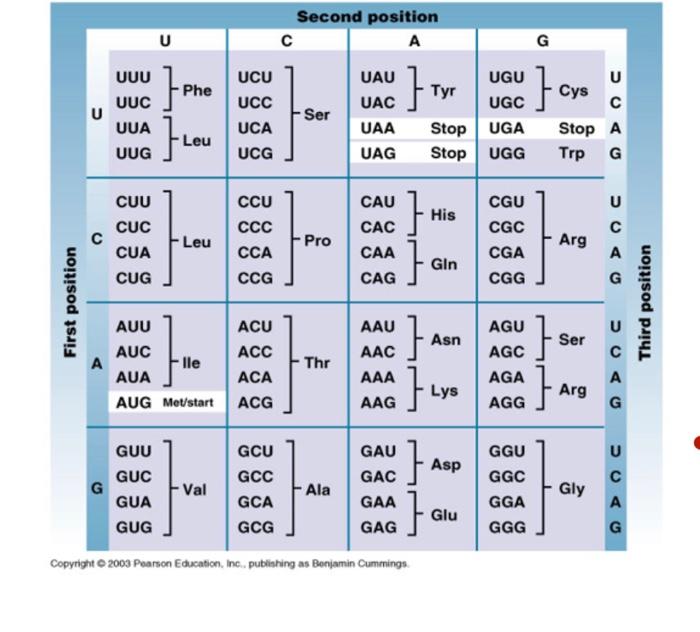 Solved Given your understanding of transcription and | Chegg.com