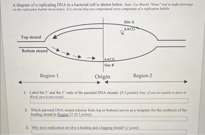 Solved A diagram of a replicating DNA in a bacterial cell is | Chegg.com