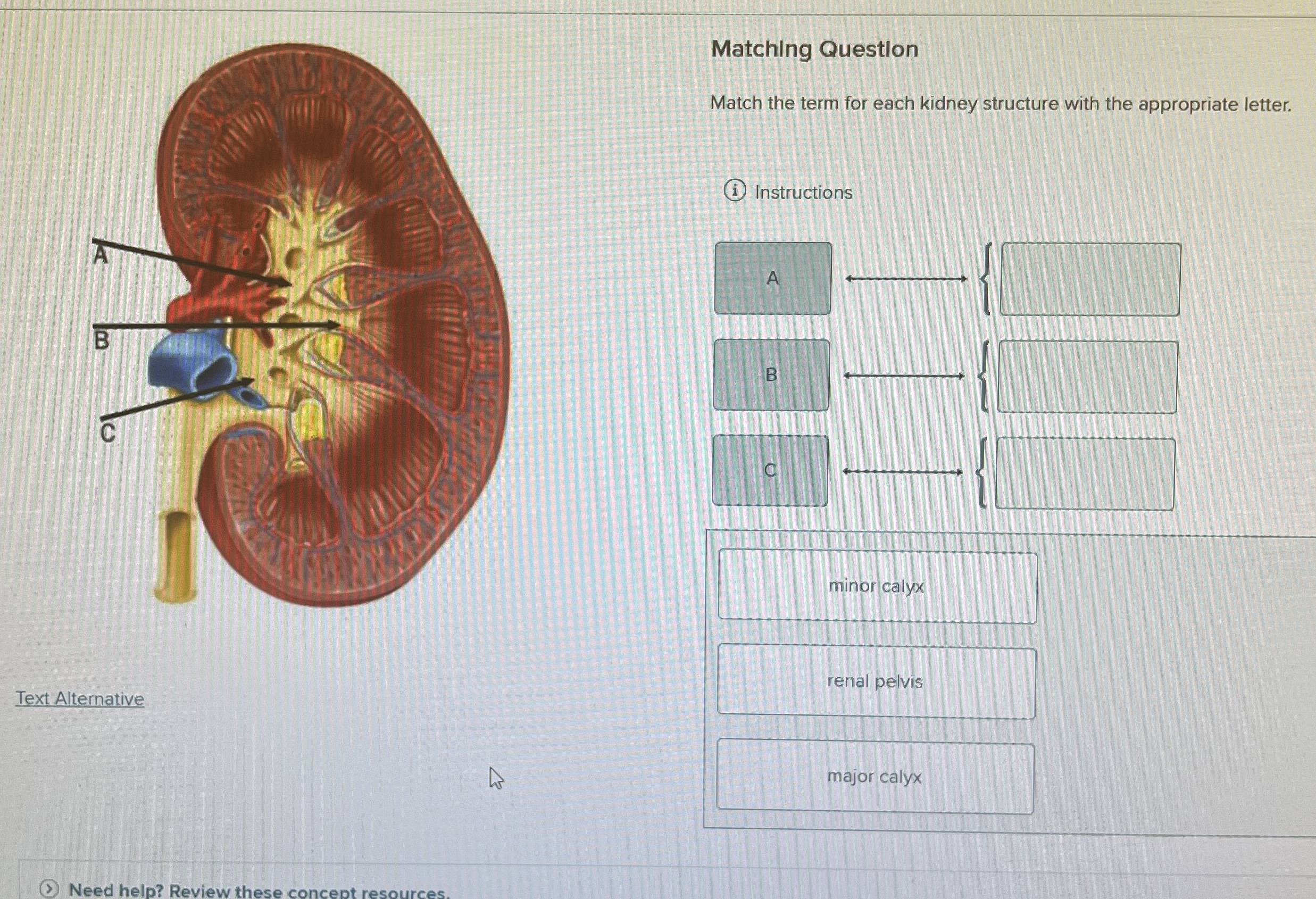 Solved Matching QuestlonMatch the term for each kidney | Chegg.com