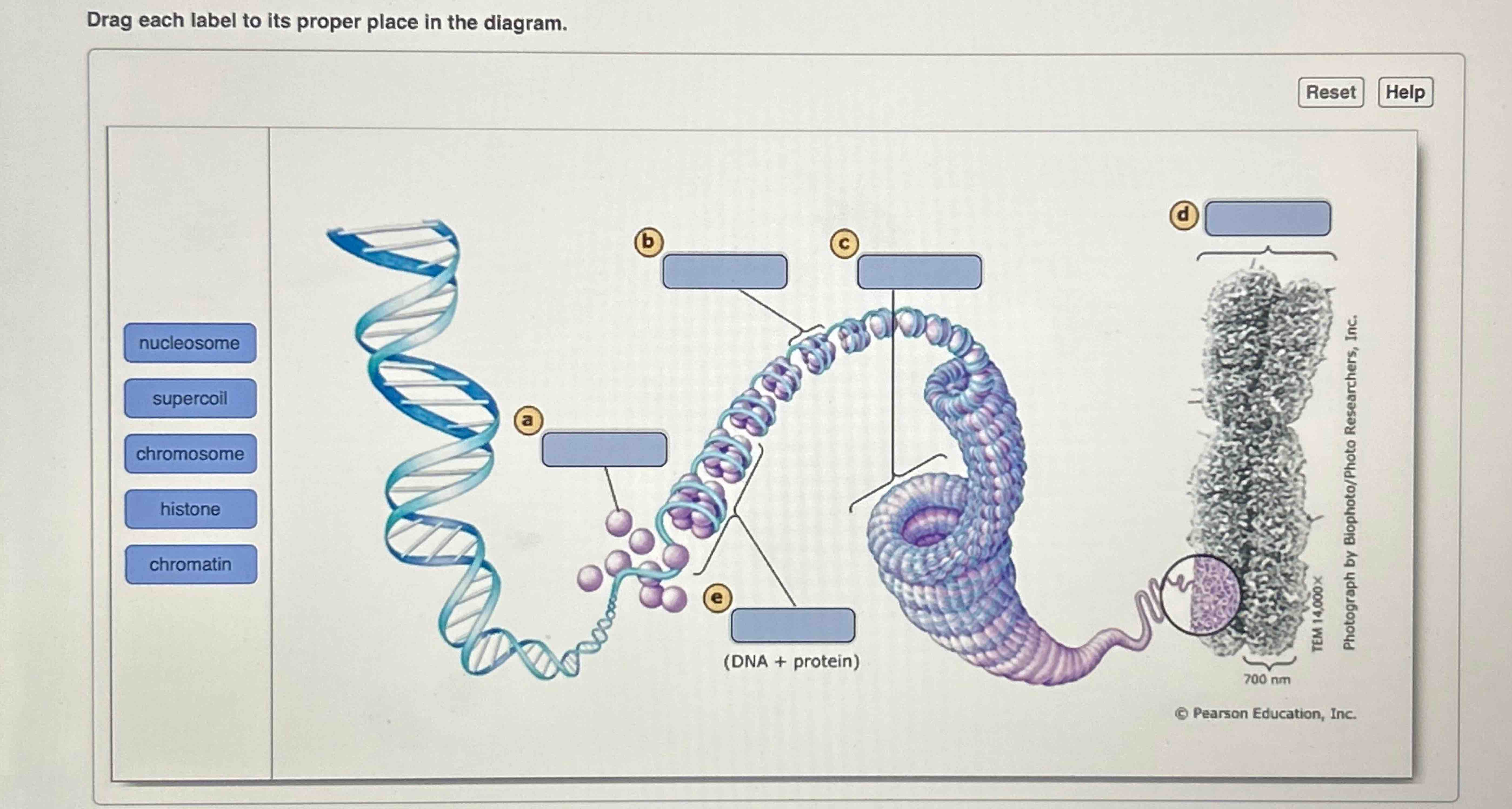 Solved Part ADrag each label to its proper place in the | Chegg.com