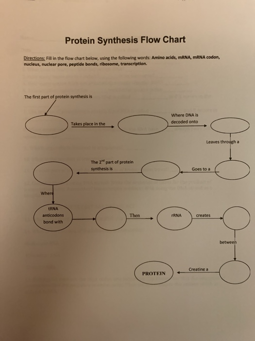 Solved Protein Synthesis Flow Chart Directions Fill in the
