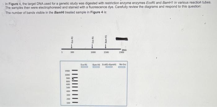 Solved In Figure 4, the target DNA used for a genetic study | Chegg.com