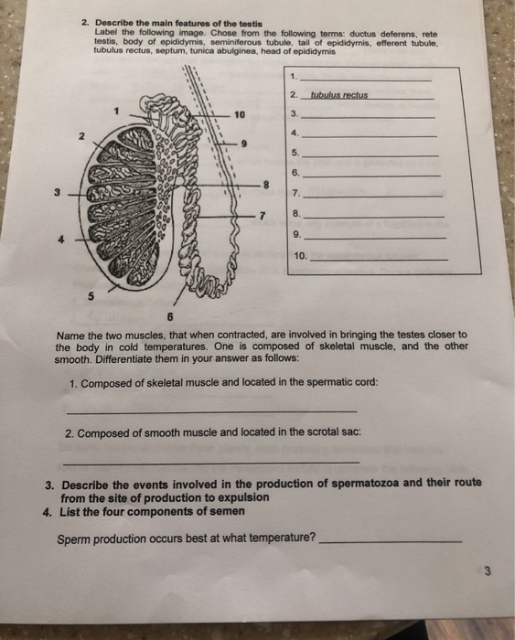 Solved 2. Describe the main features of the testis Label the | Chegg.com