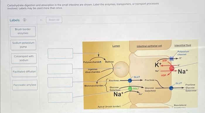 Carbohydtate digestion and absorption in the small intestine are shown. Label the enzymes, transporters, or transport process