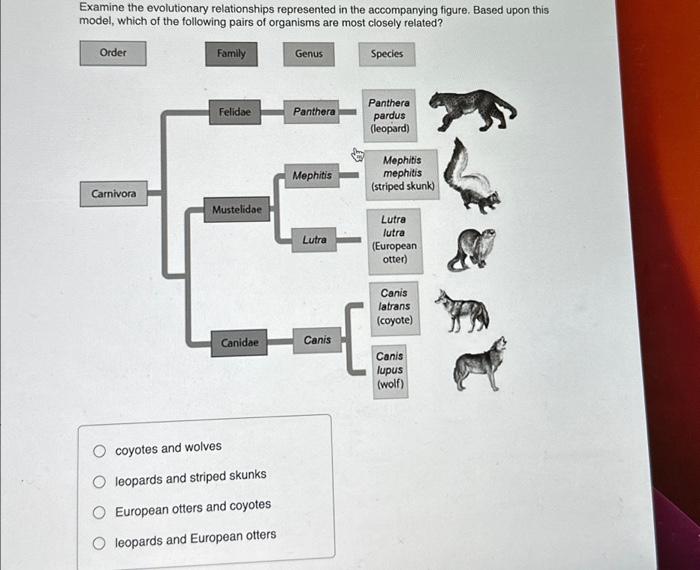 Solved Examine the evolutionary relationships represented in | Chegg.com