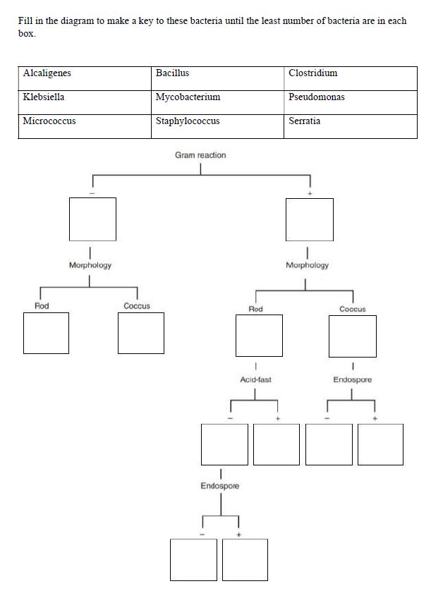 Solved Fill in the diagram to make a key to these bacteria | Chegg.com