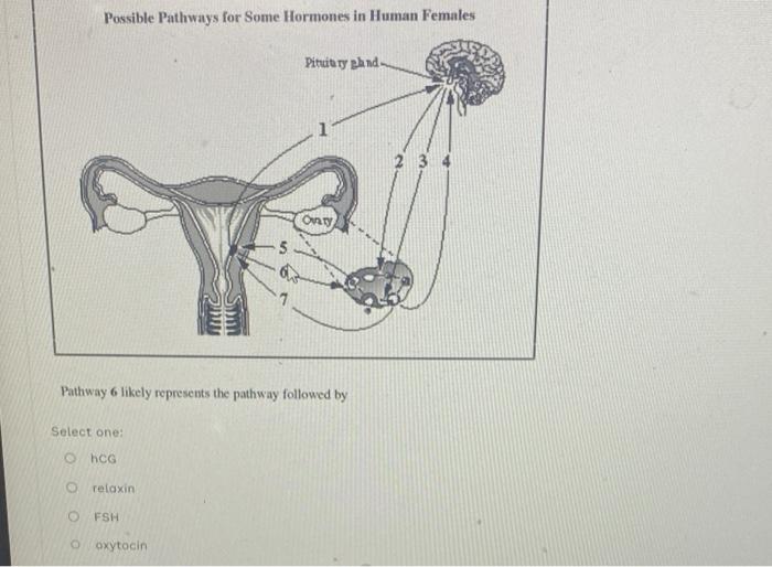 Solved Possible Pathways for Some Hormones in Human Females Biology Diagrams