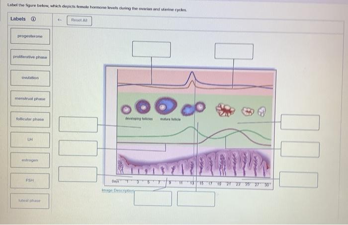 Solved Labed the figure below, wtikch depicts female hermene | Chegg.com