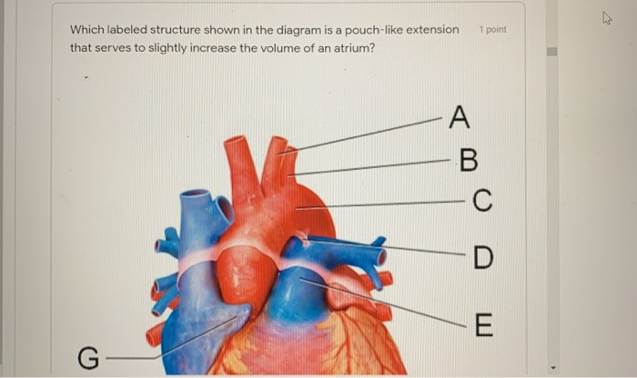 Solved A B с D E E 1 point Which labeled structure shown | Chegg.com