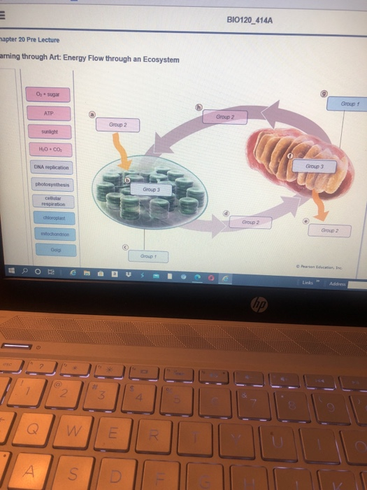 Solved Bio120 414a Pter 20 Pre Lecture Ning Through Art Chegg Com