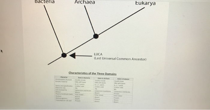 Bacteria Archaea Eukarya LUCA (Last Universal Common | Chegg.com