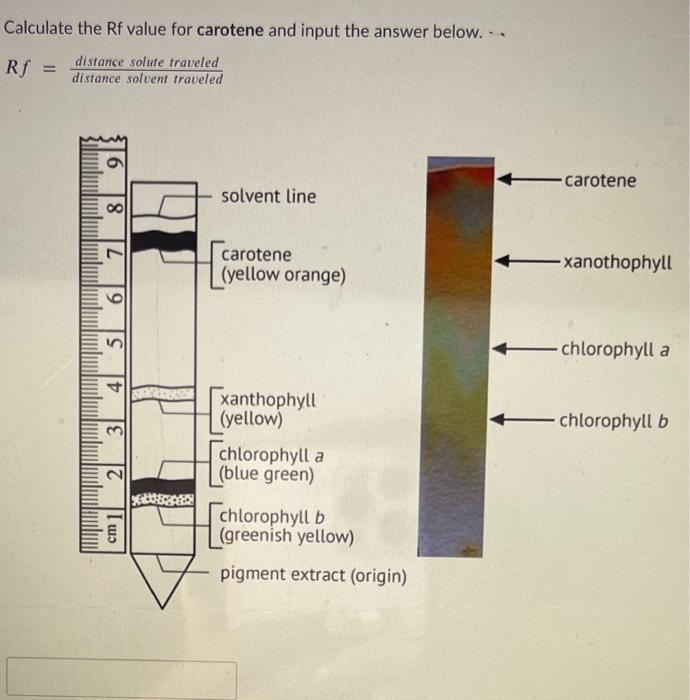 Solved Calculate the Rf value for carotene and input the | Chegg.com