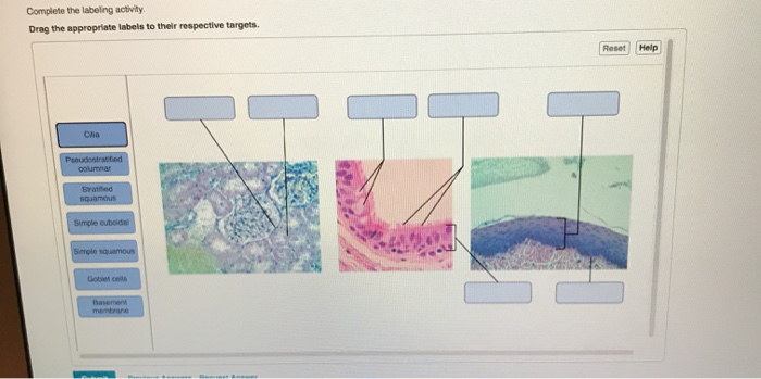 Solved Complete the labeling activity Drag the appropriate | Chegg.com