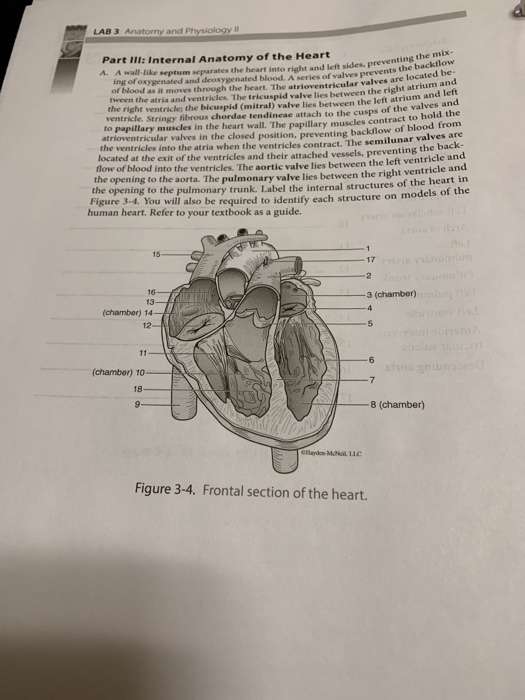Anatomy and physiology lab homework answers image
