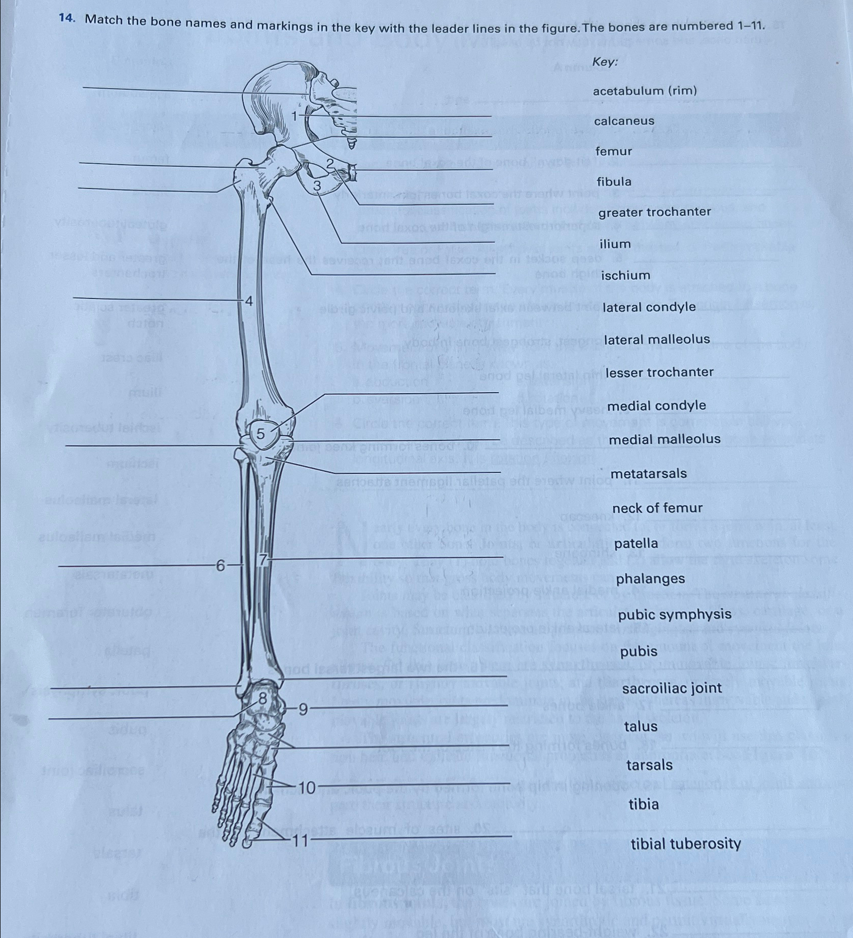 Solved Match The Bone Names And Markings In The Key With The | Chegg.com