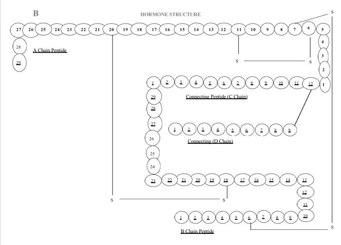 Solved Review the amino acid codes for insulin and