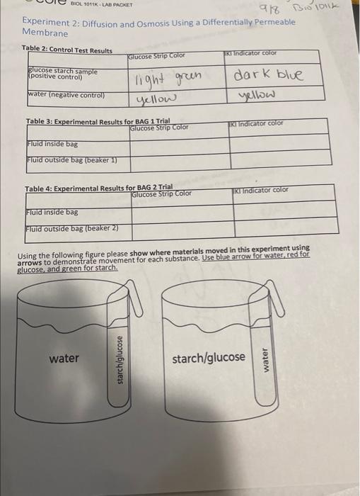 experiment 2 diffusion and osmosis using a differentially permeable membrane