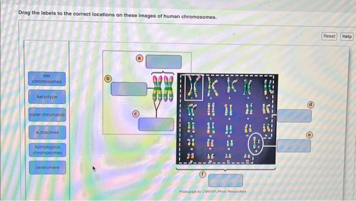 Solved Drag the labels to the correct locations on these | Chegg.com