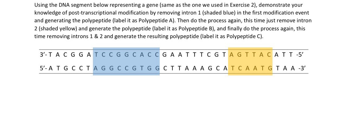 Solved Using the DNA segment below representing a gene (same | Chegg.com