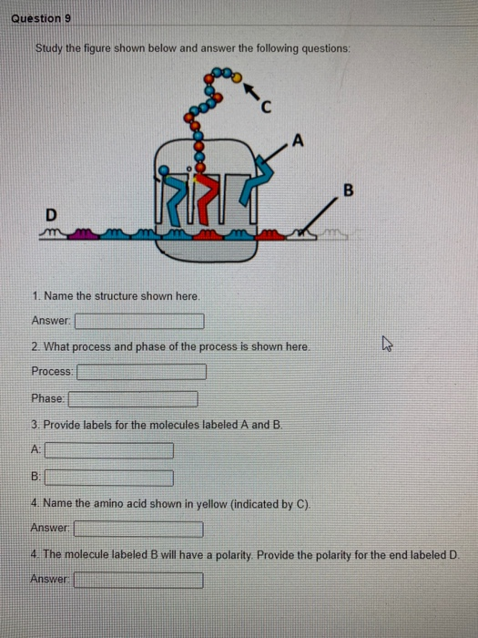 Solved Question 9 Study the figure shown below and answer | Chegg.com