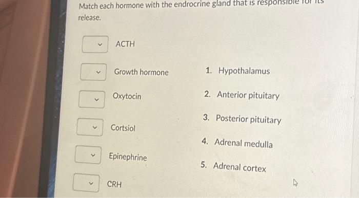 Solved Match each hormone with the endrocrine gland that is | Chegg.com