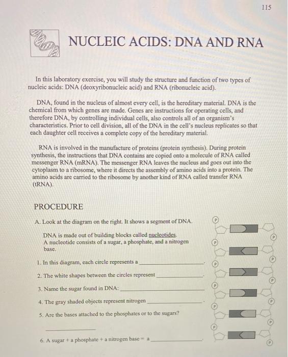 Solved NUCLEIC ACIDS DNA AND RNA In this laboratory