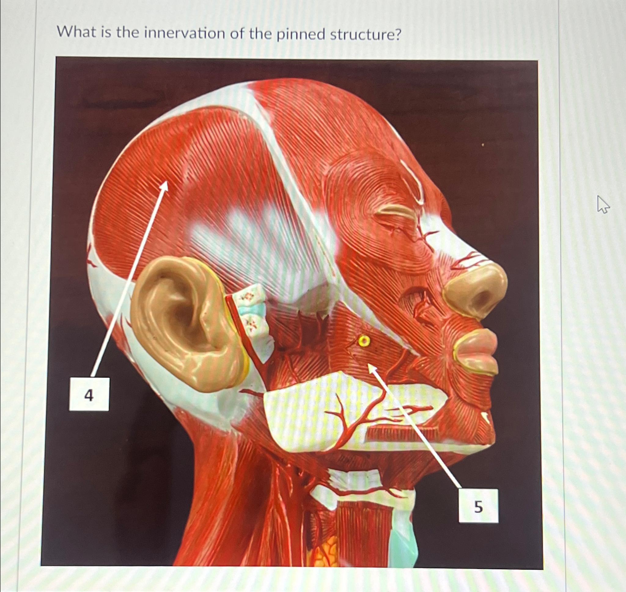 Solved What is the innervation of the pinned structure? | Chegg.com