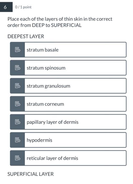 Solved Place each of the layers of thin skin in the correct | Chegg.com
